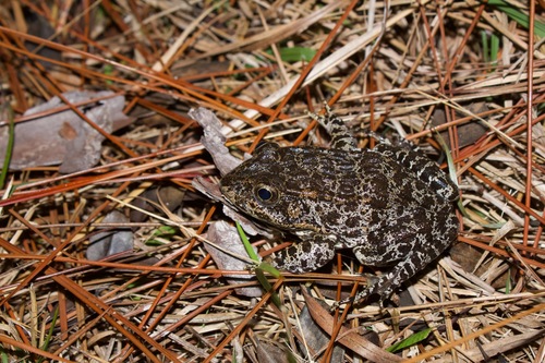 Dusky Gopher Frog