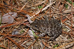 Dusky Gopher Frog photo 3