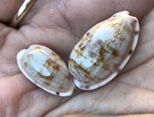 Cypraea teres observed 2004-12-24