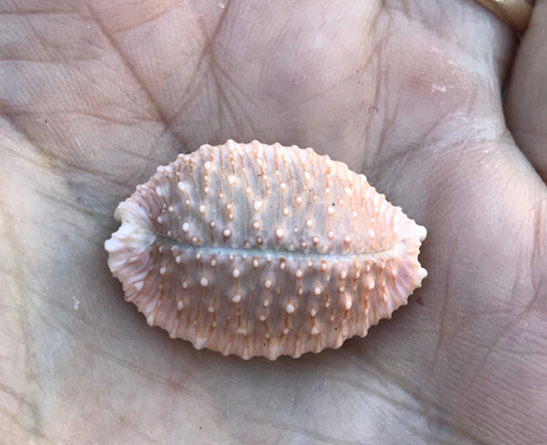 Nucleolaria granulata observed 2000-12-25