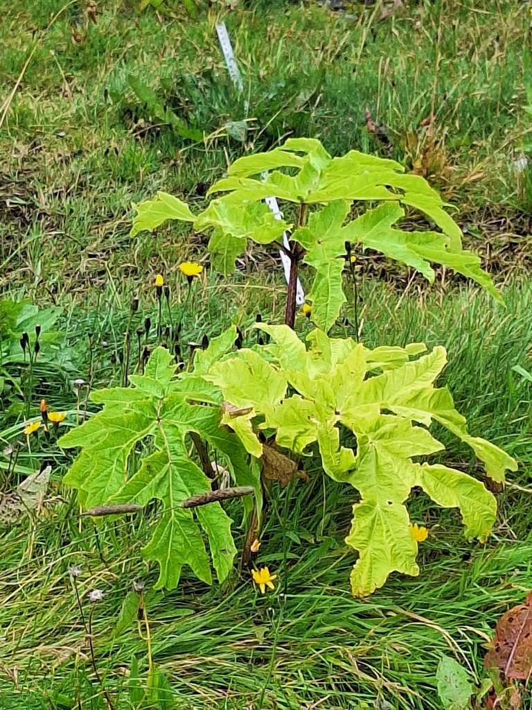 Heracleum mantegazzianum
