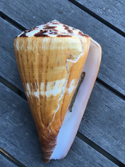 Conus vexillum