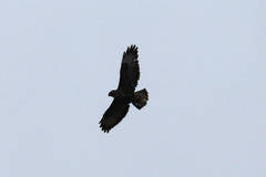 Buteo buteo rothschildi