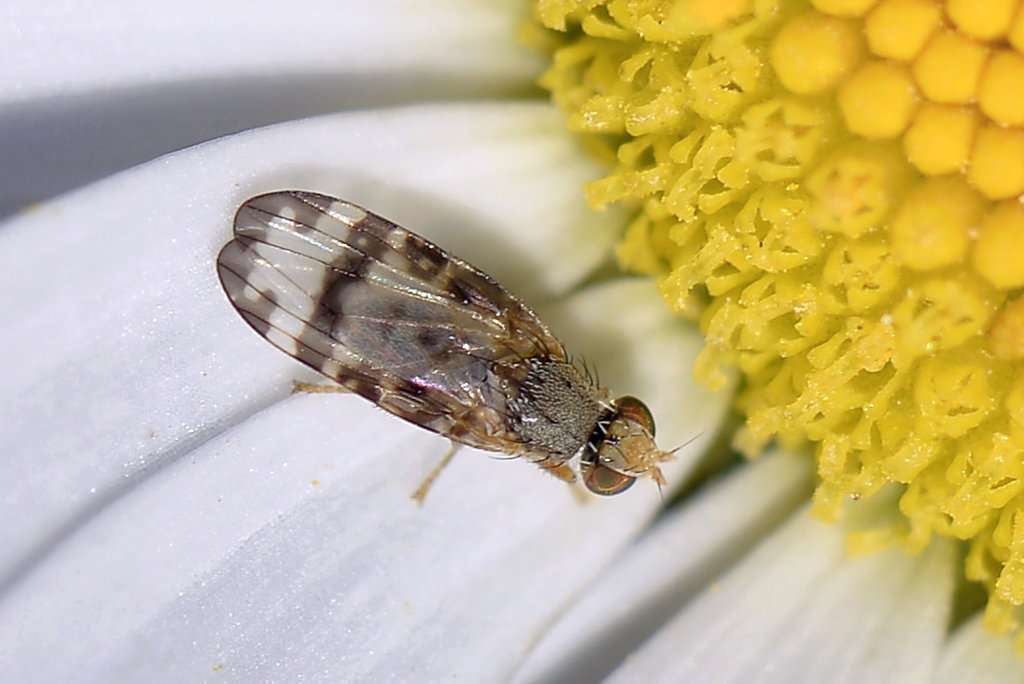 Ragwort Fly