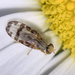 Sphenella marginata - Photo (c) Kentish Plumber, algunos derechos reservados (CC BY-NC-ND)