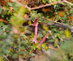Epacris reclinata
