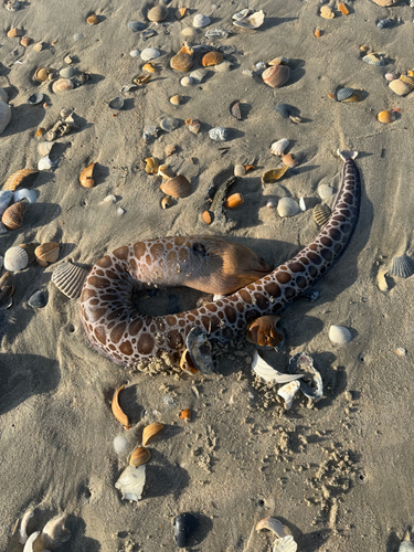 Stout moray (Muraena robusta) — Muraenidae