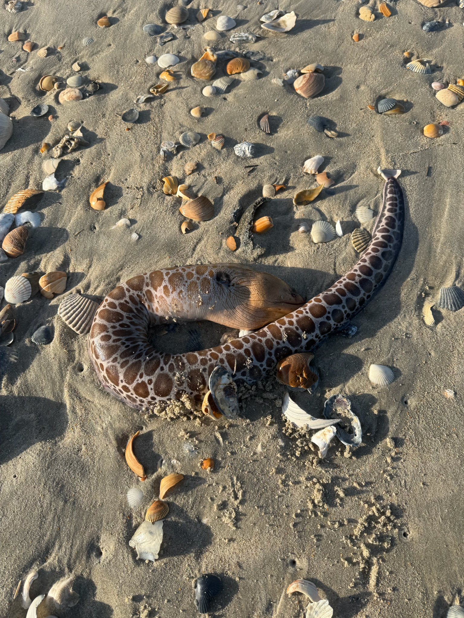 Stout Moray photo 8