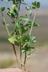 Psoralea argentea