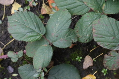 Rubus tuberculatus