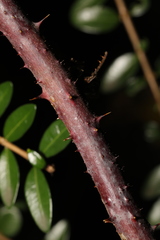 Rubus tuberculatus