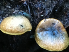 Suillus ponderosus