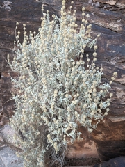 Buddleja utahensis