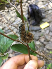 Acronicta hastulifera