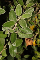 Brachyglottis × jubar