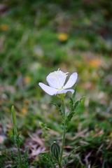 Oenothera tetraptera
