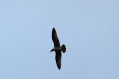 Larus michahellis atlantis