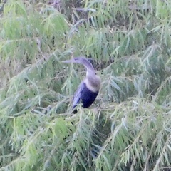 Anhinga anhinga