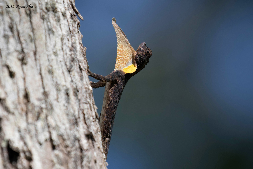 Spotted Flying Dragon