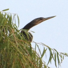 Anhinga anhinga
