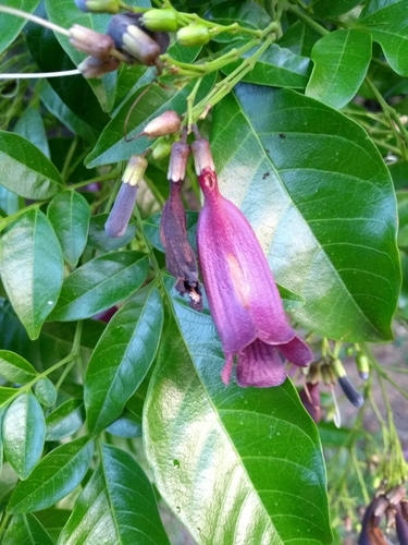 Jacaranda bracteata