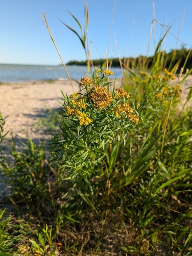 flat-topped goldenrod