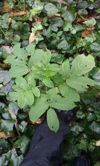 Sambucus racemosa racemosa