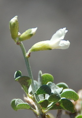 Psoralea argentea
