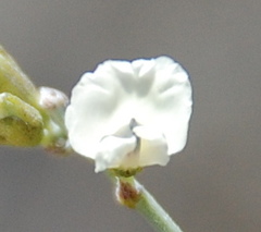 Psoralea argentea
