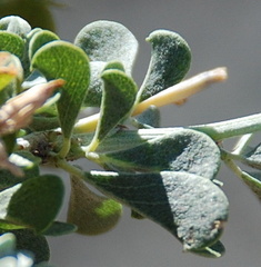 Psoralea argentea