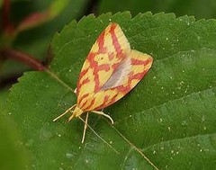 Hypercallia citrinalis