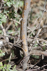 Psoralea argentea