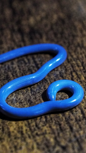 Sand Boa observed near Collier County, US-FL, US, (c) The.Green.Sphere, some rights reserved (CC BY-NC)