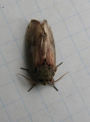 Oedemasia concinna