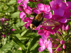 Hemaris affinis