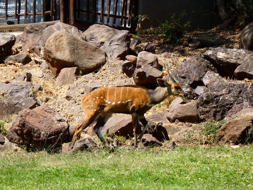 Chobe Bushbuck