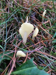 Cudoniaceae