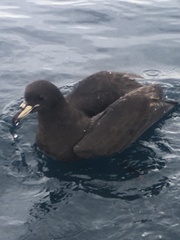 Procellaria westlandica