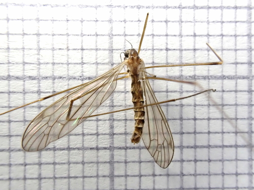 Limonia macrostigma