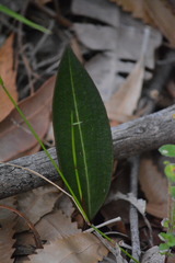Cryptostylis
