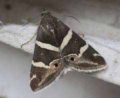 Grammodes pulcherrima