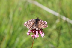 Melitaea interrupta