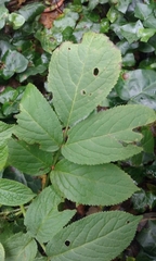 Sambucus racemosa racemosa