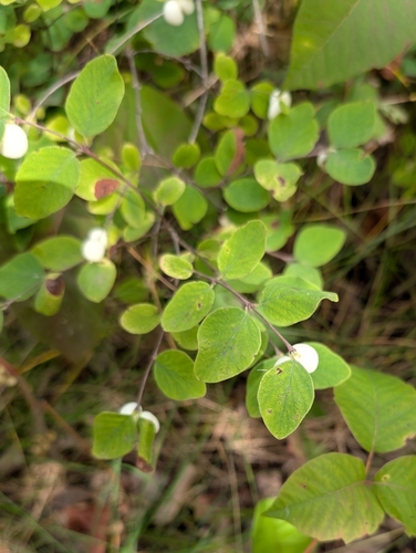 Common Snowberry
