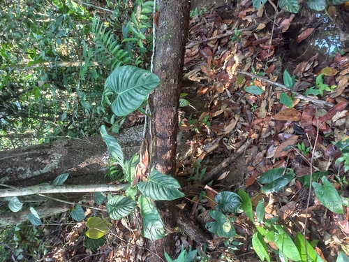 Philodendron sodiroi