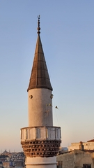Psittacula krameri