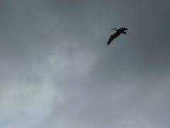 Pelecanus occidentalis