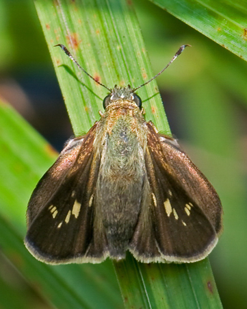 Little Glassywing photo 6