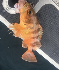 Helicolenus percoides