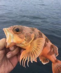 Helicolenus percoides